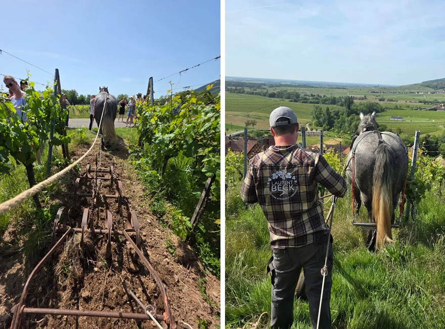 Travail du sol au cheval de trait à Châtenois.
